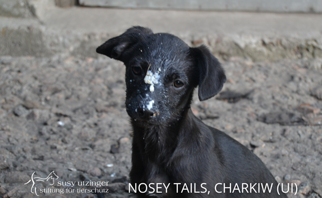 Crowdfunding Hundehütten Nosey Tails